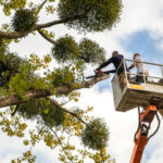 What Can a Tree Service Company Do For You?